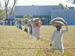 Farmers carrying bags of improved foundation seeds from the Kisan Mela organized by the Association at its Rakhra Campus.