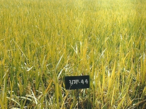 Pusa -44 variety of paddy, the flagship of YFA, spread by it and being sown on a large area in Punjab. It has benefited the farmers and the Punjab economy substantially.